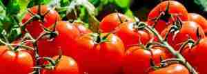 Starting a tomato and tomato paste business in Africa – A guide.