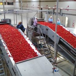Fruits and Vegetables Tomatoes Washing Machine