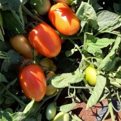 Al Hariri Tomato Paste 2
