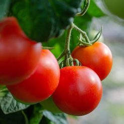 Al Hariri Tomato Paste 3